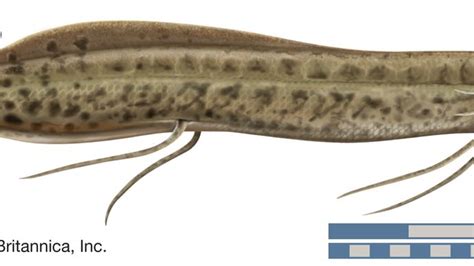 African lungfish | fish | Britannica