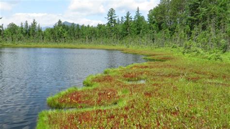 Little Poplar Pond/Floating Bog Maine July 2016 - YouTube