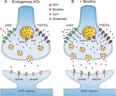 Presynaptic α4β2 Nicotinic Acetylcholine Receptors Increase Glutamate Release and Serotonin ...