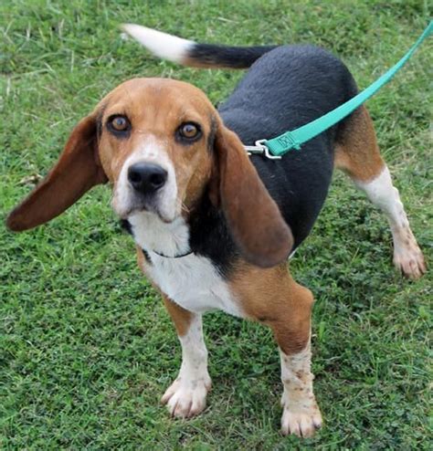 Beagle Puppies For Adoption Richmond Va