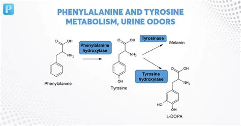 Phenylalanine And Tyrosine Metabolism, Urine Odors