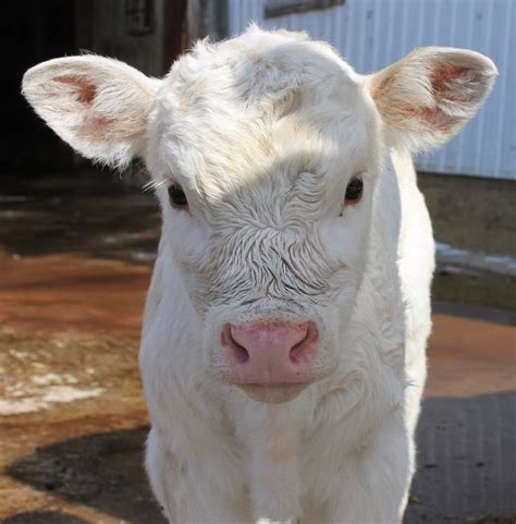 Charolais calf I named Sunshine, born summer 2014 | Cute cows, Cute animals, Cow pictures