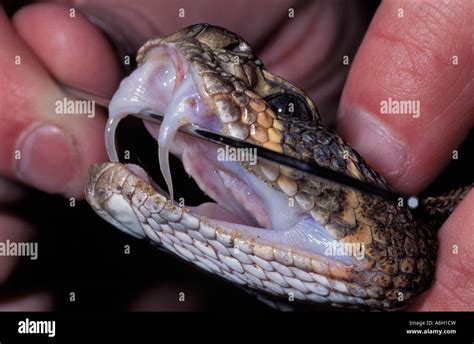 Western Diamondback Rattlesnake Crotalus atrox showing hinged fangs ...