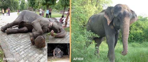 7 'Before and After' Photos of Rescued Animals Show How Far a Little Compassion Can Go - One ...