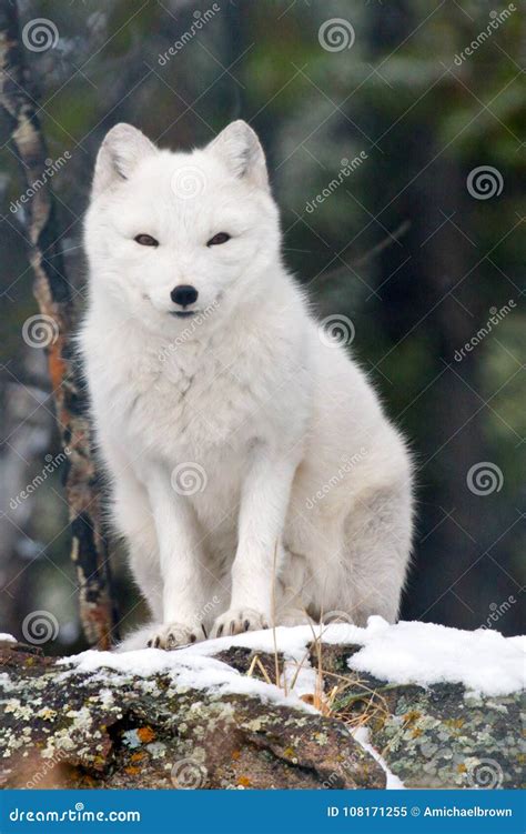 Arctic Fox Close Up Isolated Stock Image - Image of isolated, recover: 108171255