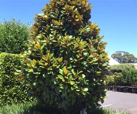 Fast Growing Shade Trees Australia: 5 Varieties To Grow | Fast growing shade trees, Shade trees ...