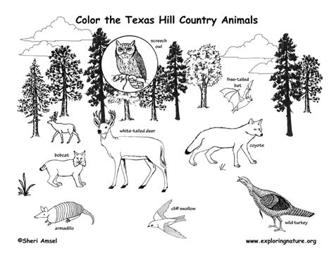 Texas Hill Country Wildlife (Labeled) – Coloring Nature