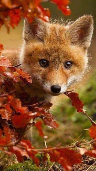 Autumn-Dreamin' | Animals wild, Pet fox, Animal pictures