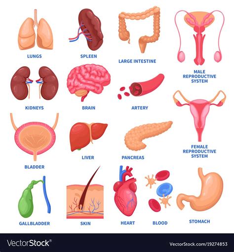 Diagram Of The Human Body And Internal Organs Diagram Of The