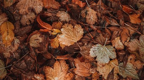 Download wallpaper 2560x1440 leaves, dry, brown, autumn, fallen leaves ...