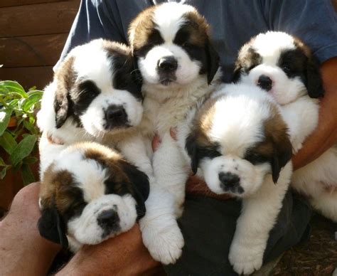 15 Saint Bernard Puppies Who Are Just Too Adorable For Words