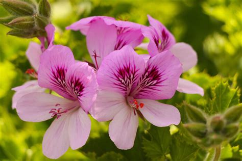 Geranium Flower Meaning - Flower Meaning