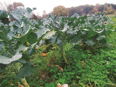 Winter Cover Crops For Vegetable Gardens – Mother Earth News