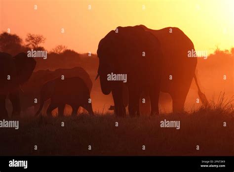 Elephant sunset silohuette hi-res stock photography and images - Alamy