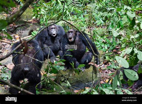 Chimpanzee fight hi-res stock photography and images - Alamy