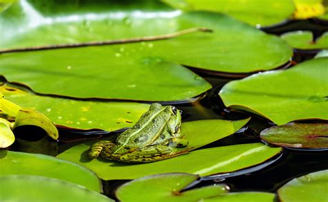 Gratis Afbeeldingen : natuur, bloem, dier, vijver, groen, plantkunde ...