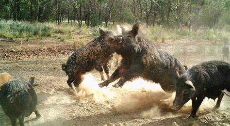 Feral pig hunters and farmers are at risk from a re-emerging communicable disease | Clinical ...