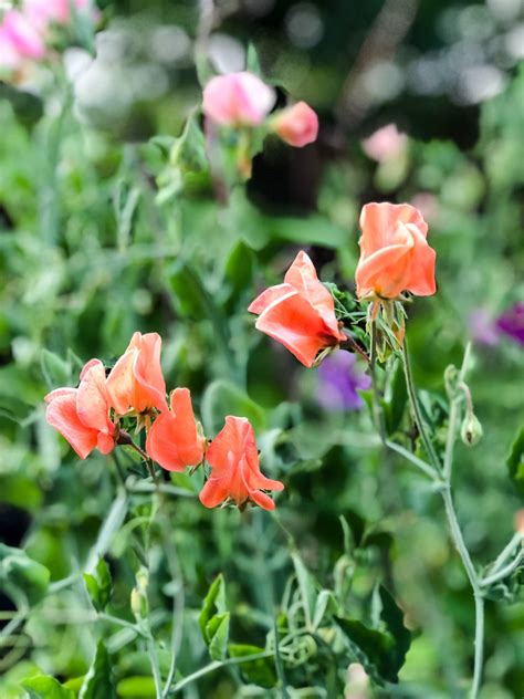 Growing Sweet Peas in Pots - A Pretty Life In The Suburbs