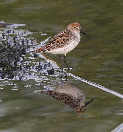 Western Sandpiper | BirdForum