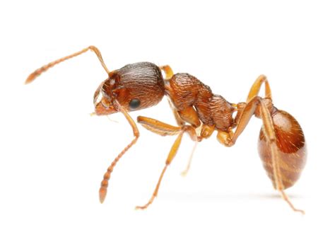 Fire Ants Attack a Tampa Man in SUV, Causing Vehicle to Flip Over on I-10