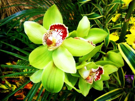 GREEN orchids are the best. Green Orchid, Green Flowers, 10 Picture, Orchids, Our Wedding ...