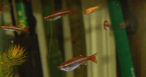 11 White Cloud Mountain Minnow Tank Mates (With Pictures) | Aqua Movement