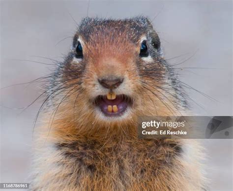 59 Squirrel Teeth Stock Photos, High-Res Pictures, and Images - Getty Images