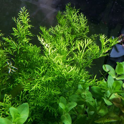 Water Sprite Laceleaf | Live Aquarium Plants | Windy City Aquariums