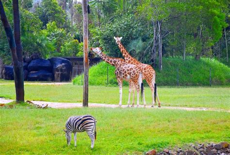 Australia Zoo Tour from Brisbane - Top Oz Tours