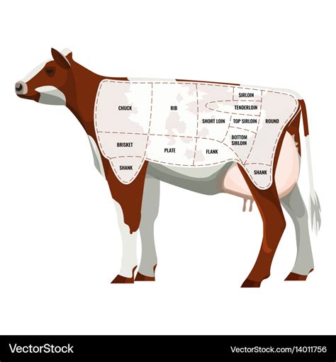 Caw steak parts beef cattle parted Royalty Free Vector Image