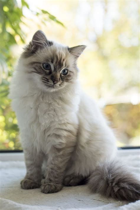 Ragdoll Cross British Blue | ist-internacional.com