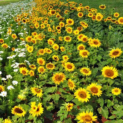 Heirloom Dwarf Sunspot Sunflower Seeds | Terroir Seeds