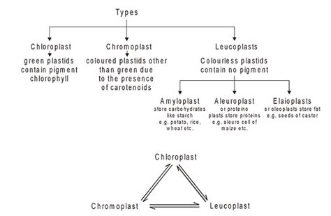 Plastid class 9 biology notes