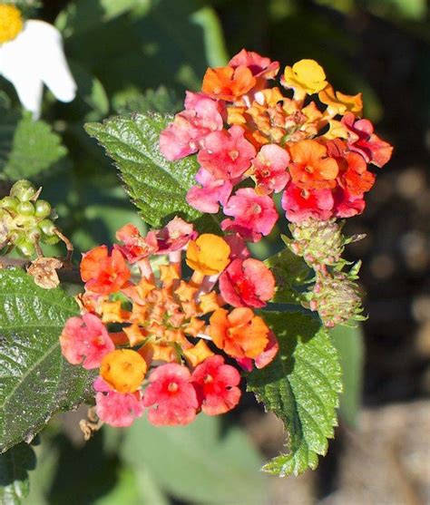 Lantana Flower Seeds/Very Beautiful Butterfly Plant/Made in | Etsy