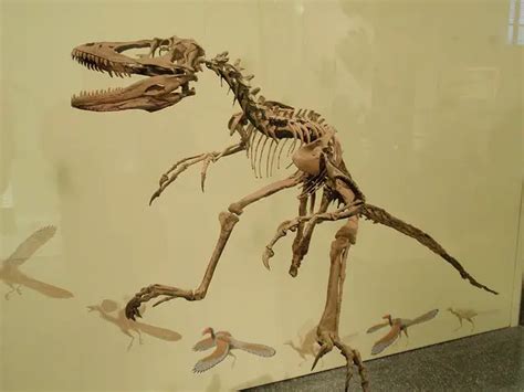 New Mexico State Fossil | Coelophysis