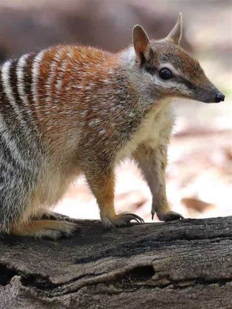 10 Incredible Numbat Facts - AZ Animals