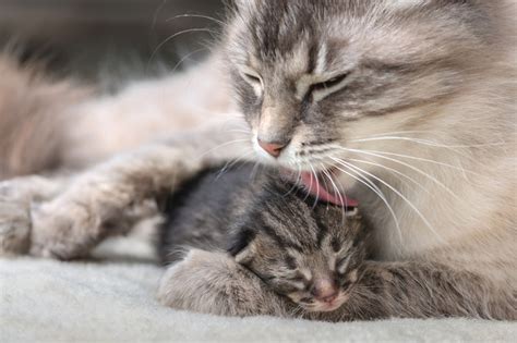 How to take care of newborn kittens — K&H Pet Products