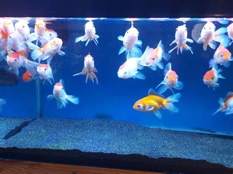 What is a Pregnant Goldfish Called? All You Need to Know – The Fish Keeping & Aquarium Guide.