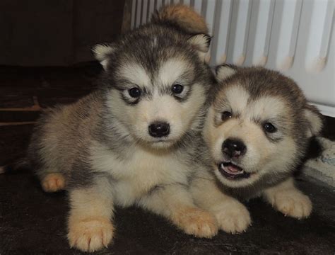 8 Beautiful Alaskan Malamute Puppies For Sale | Braunton, Devon | Pets4Homes