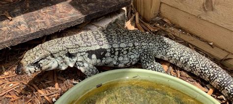 Breeding Trio Of Pure Blue Tegus Salvator Tegu by Gulfcoast Reptiles & Exotics - MorphMarket