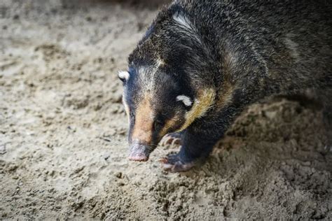 10 Different Types of Badgers - NatureNibble