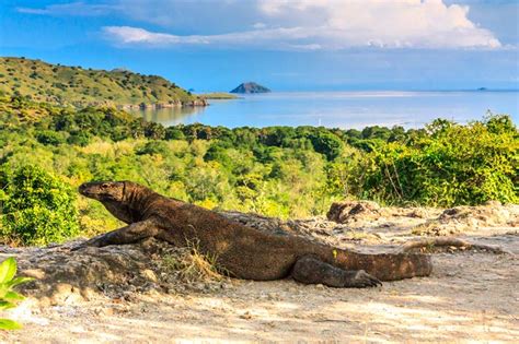 Komodo National Park - Land of Myths and Legend | DinoAnimals.com