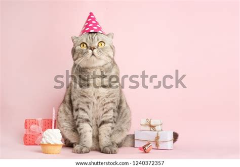 Funny Cat Cap Celebrates Birthday On Stock Photo 1240372357 | Shutterstock