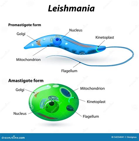 Structure of Leishmania stock vector. Illustration of lifecycle - 54254041