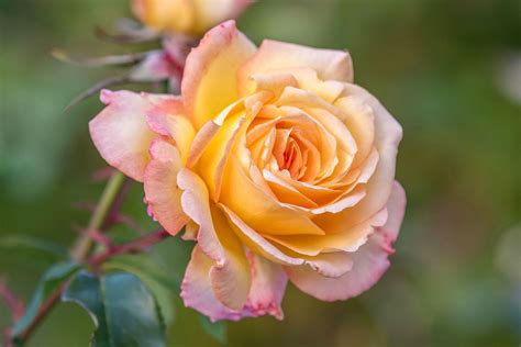 Peach Roses Meaning: The Versatile Symbolism of Peach Rose