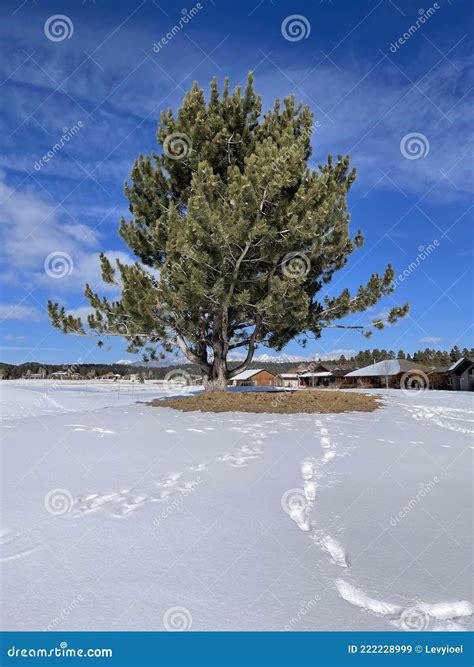 Pagosa Springs winter tree stock image. Image of family - 222228999