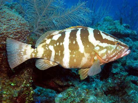 ‘Grouper Moon’ project yields dramatic results – Cayman Islands Department of Environment