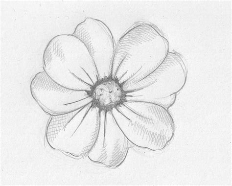 Pencil Sketch Images Flowers at PaintingValley.com | Explore collection of Pencil Sketch Images ...