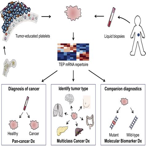 RNA-Seq of Tumor-Educated Platelets Enables Blood-Based Pan-Cancer, Multiclass, and Molecular ...