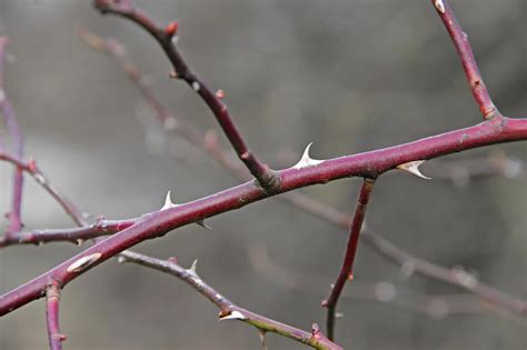 THICKET: Synonyms and Related Words. What is Another Word for THICKET ...